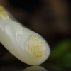 天然籽料俏色和田玉蝶恋花吊坠-红掌柜