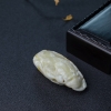 带皮象牙白白蜜寿星-红掌柜