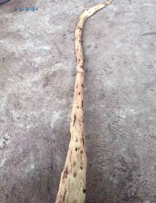 黄花梨